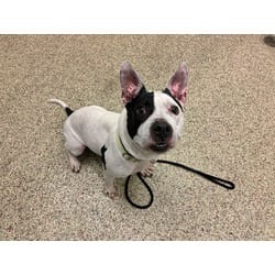 Photo of Chloe Rae, adoptable American Pit Bull Terrier in Colorado Springs, Colorado