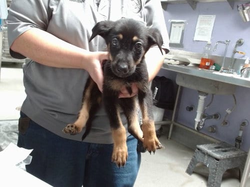 Photo of Augie, adoptable Australian Cattle Dog/Blue Heeler in Albuquerque, New Mexico