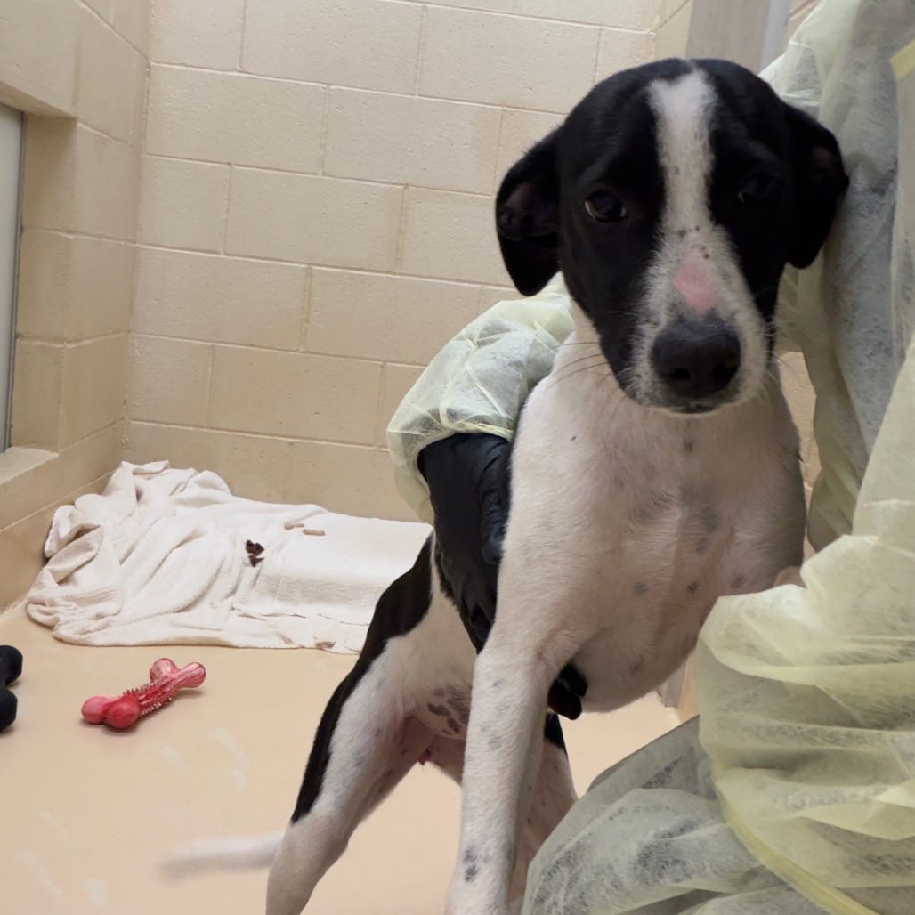 Photo of Ephesus, adoptable Terrier / Mixed Breed (Small) in Winston-Salem, North Carolina