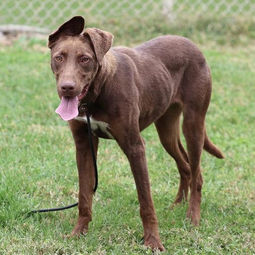 Photo of Gem, adoptable Labrador Retriever in Modesto, California