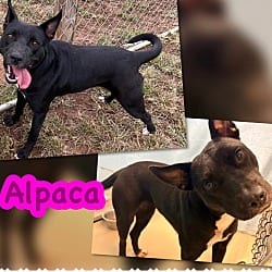 Photo of Alpaca, adoptable American Pit Bull Terrier Mixed Breed (Medium) in Blountville, Tennessee