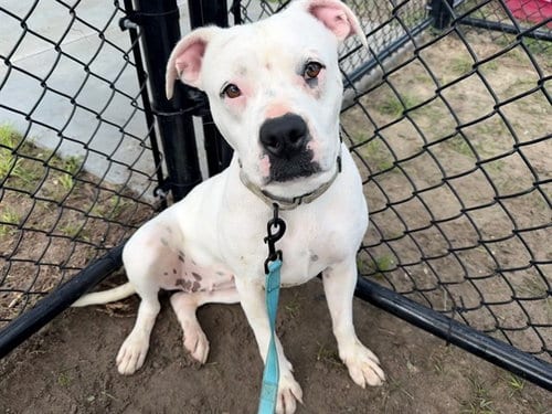 Photo of Kenya, adoptable American Pit Bull Terrier in Ocala, Florida