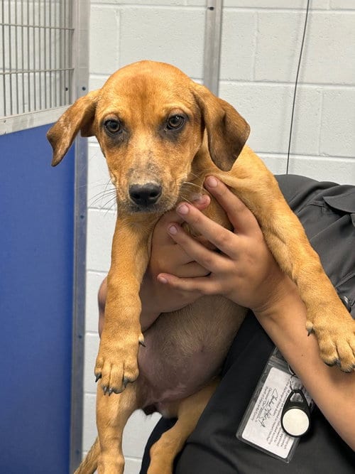 Photo of Buttercup, adoptable Hound in Tarboro, North Carolina