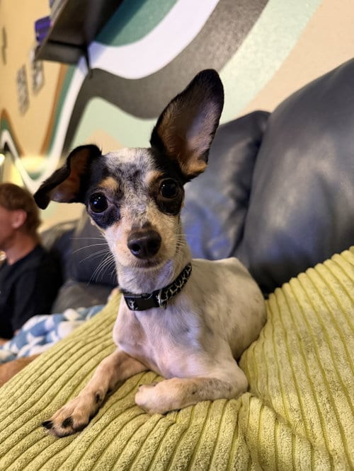 Photo of Pigeon, adoptable Chihuahua in Saint Augustine, Florida