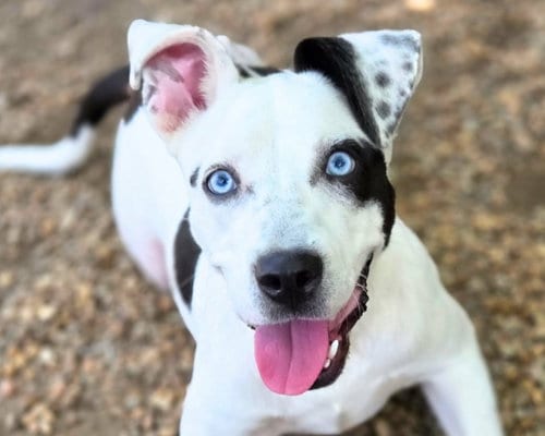 Photo of Bluey, adoptable American Bulldog in Anniston, Alabama