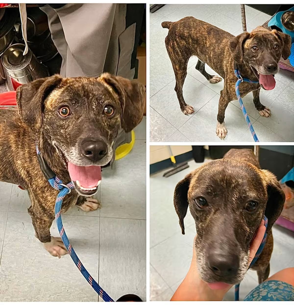 Photo of Maverick, adoptable Boxer/Mixed Breed (Medium) in Dublin, Virginia