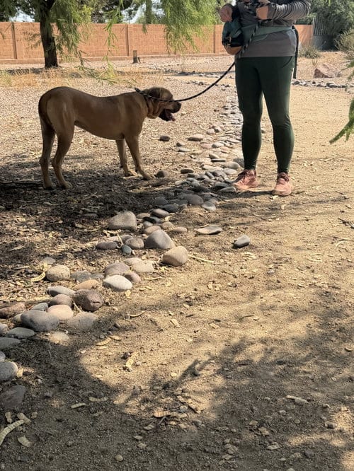 Photo of Spot, adoptable Mastiff in Goodyear, Arizona