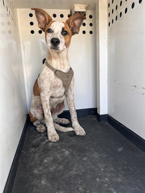 Photo of Senior Queensland Heeler mix, adoptable Queensland Heeler mix in Bakersfield, California