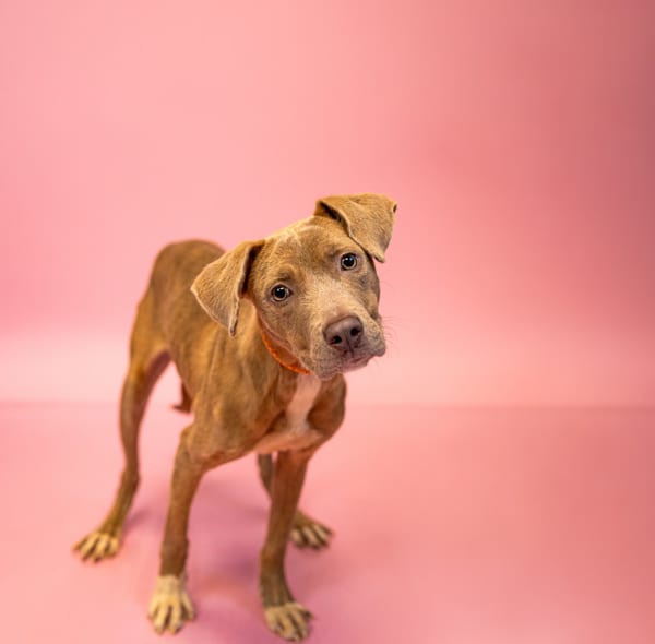 Photo of Tootsie, adoptable Labrador cross in Lawrenceville, Georgia