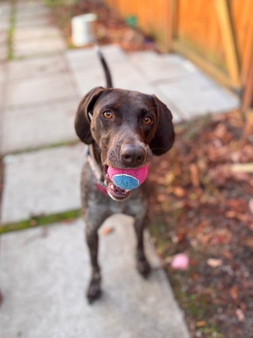 Photo of May, adoptable German Shorthaired Pointer in Seattle, Washington