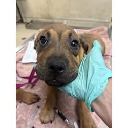 Photo of Gump, adoptable Terrier (Unknown Type, Medium) in Jurupa Valley, California