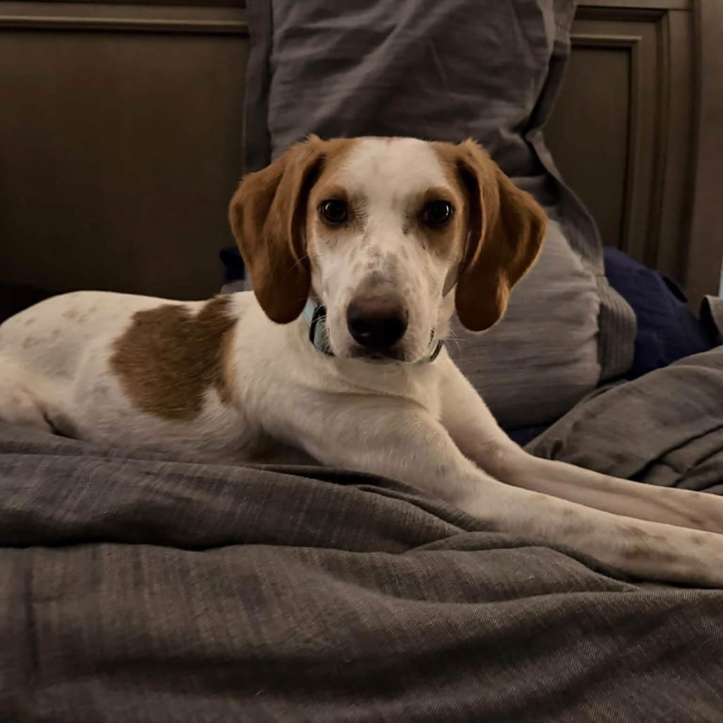 Photo of Vanilla Bean, adoptable Mixed Breed (Medium) in Fredericksburg, Virginia