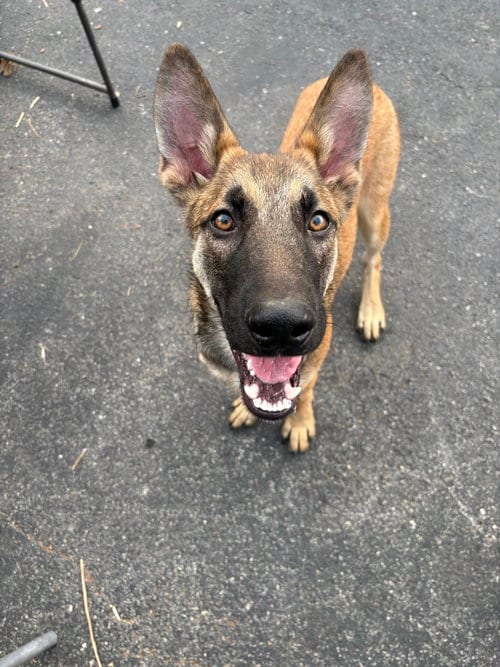Photo of Falcon - Located in South Carolina, adoptable Belgian Shepherd Malinois in Imlay City, Michigan