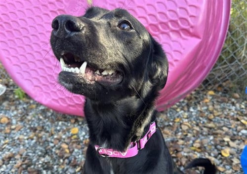Photo of Jelly Bean, adoptable Labrador Retriever in Anchorage, Alaska
