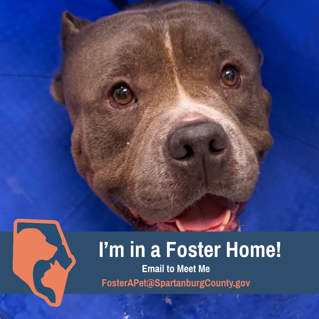 Photo of Dutch (Charlie), adoptable Terrier, Pit Bull in Spartanburg, South Carolina