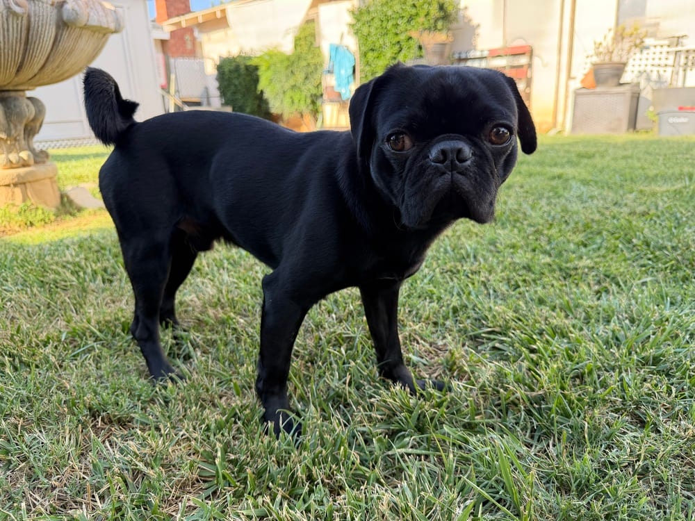 Photo of Oreo, adoptable Pug in Beaumont, California