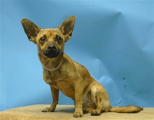 Photo of A5805298, adoptable Chihuahua in Gardena, California