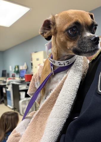 Photo of Jazzy, adoptable Pug in Riverside, California