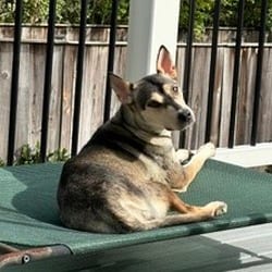 Photo of Anna, adoptable German Shepherd Dog Husky in Frederick, Maryland