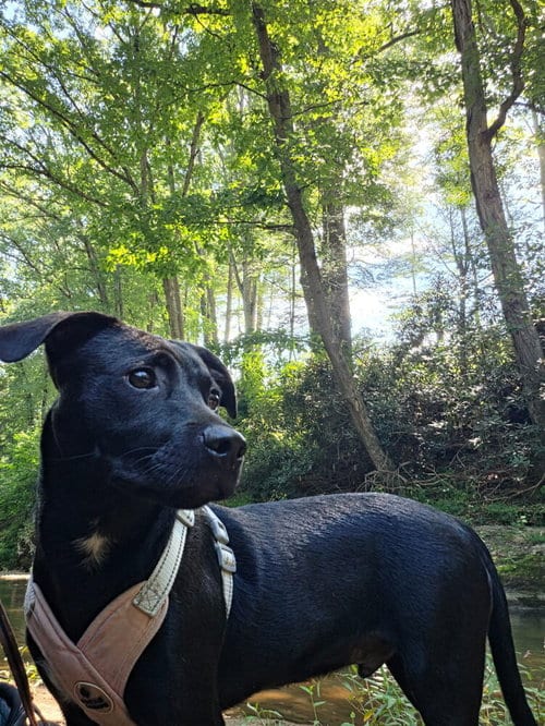 Photo of Franklin, adoptable Terrier in Candler, North Carolina