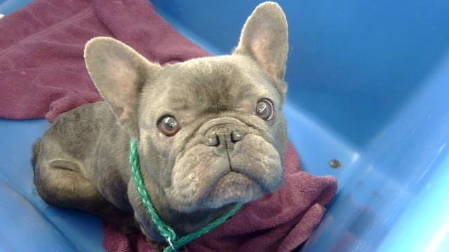 Photo of Hilda, adoptable French Bulldog