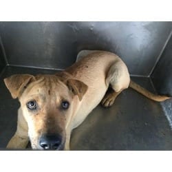 Photo of Stewie, adoptable Shar Pei in Jurupa Valley, California