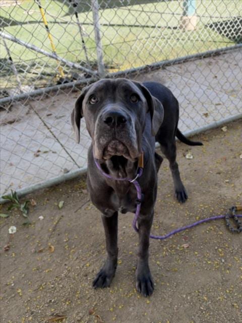 Photo of Olive, adoptable Great Dane in Chatsworth, California