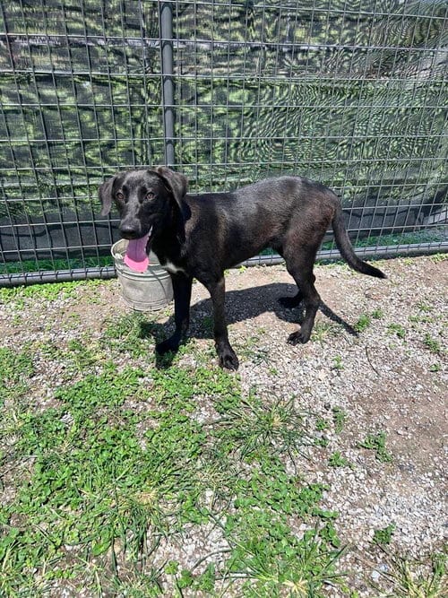 Photo of Rubel, adoptable Labrador Retriever in Abbeville, Louisiana