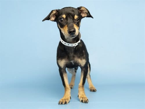 Photo of Rambo, adoptable Chihuahua in Phoenix, Arizona