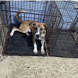 Photo of Joey 1, adoptable Hound (Unknown Type) in East Hartford, Connecticut
