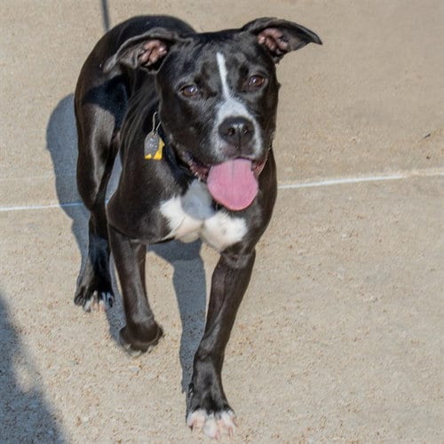 Photo of Romance, adoptable Pit Bull Terrier in St Louis, Missouri