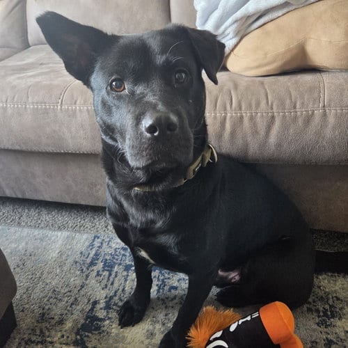 Photo of Hat Trick, adoptable Labrador Retriever in Fargo, North Dakota