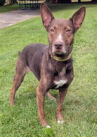 Photo of Bindi, adoptable Australian Kelpie in Akron, Ohio