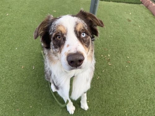 Photo of Shakespeare, adoptable Australian Shepherd in Phoenix, Arizona