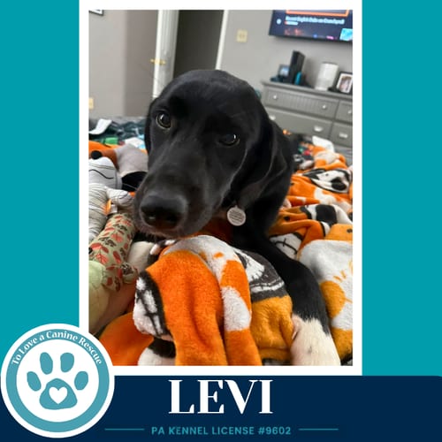 Photo of Levi (The L Train) 100326, adoptable Labrador Retriever in Kimberton, Pennsylvania