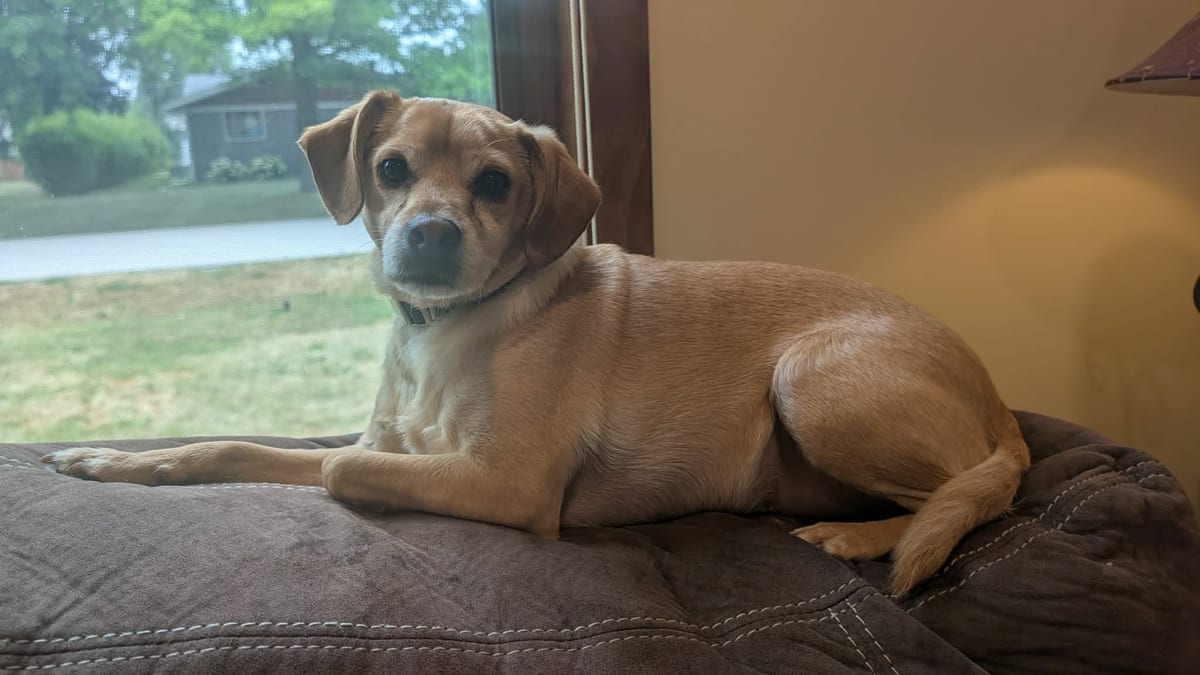 Photo of Roscoe, adoptable dog in Wisconsin