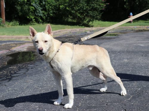 Photo of Mac Tire, adoptable Shepherd in Pflugerville, Texas