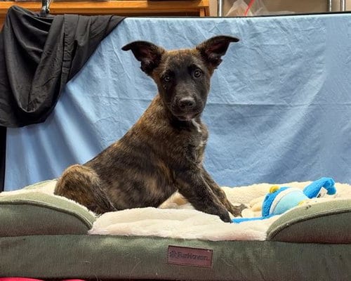 Photo of Luke, adoptable Australian Cattle Dog/Blue Heeler in Ukiah, California