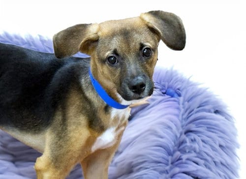 Photo of Noah, adoptable Chihuahua in Ft Lauderdale, Florida