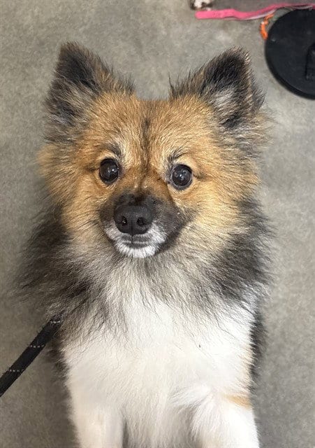 Photo of Chase, adoptable Pomeranian in Forestville, Maryland
