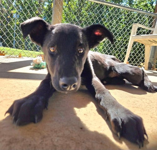 Photo of Mary Ann - At shelter available 10/18, adoptable Shepherd in Rustburg, Virginia