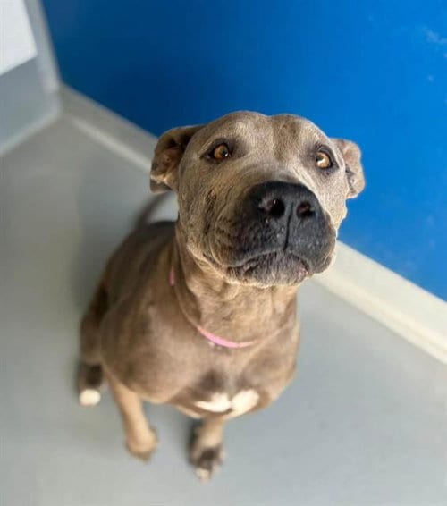 Photo of Matilda, adoptable Pit Bull Terrier in Visalia, California