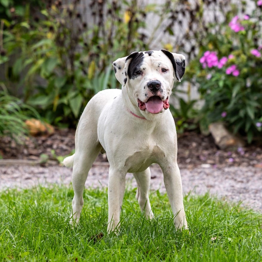 Photo of Boogs, adoptable Bulldog, American / Mixed Breed (Large) in Council Bluffs, Iowa