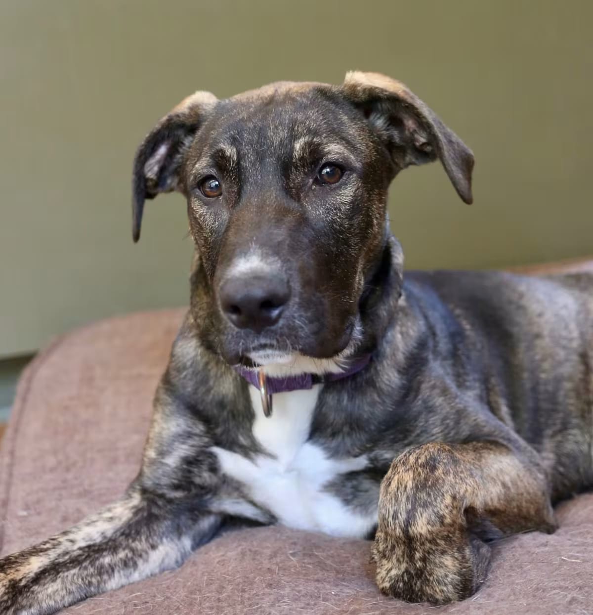Photo of Brooks, adoptable German Shepherd Dog/American Pit Bull Terrier in Johnston, Rhode Island