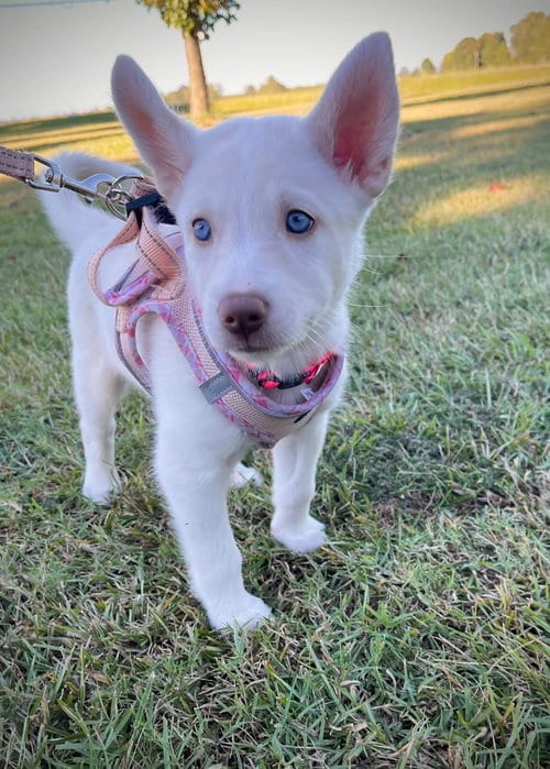 Photo of Magnolia - HaveLock Litter, adoptable Husky in Holly Springs, North Carolina