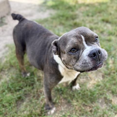 Photo of Mimsy, adoptable American Bulldog in Conroe, Texas
