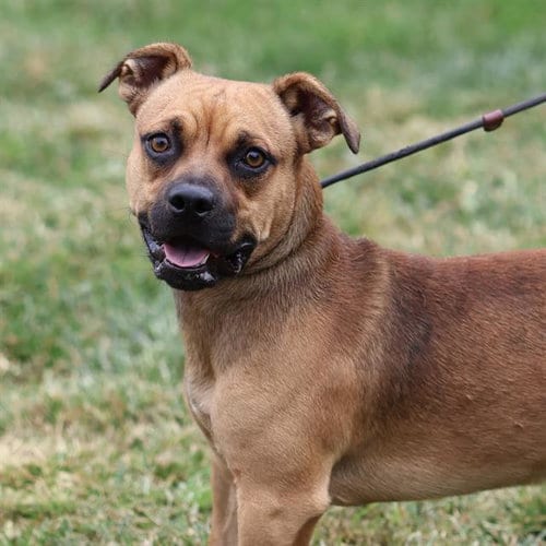 Photo of Buddy, adoptable Chihuahua in Modesto, California