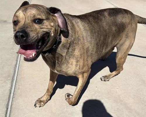 Photo of Kai, adoptable Bullmastiff in Denver, Colorado
