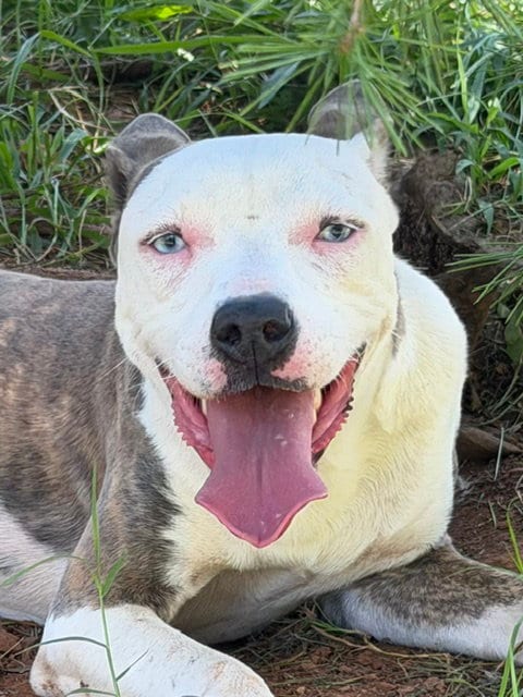 Photo of Bonnie, adoptable American Pit Bull Terrier in Carrollton, Georgia