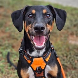 Photo of Cody LB, adoptable Australian Cattle Dog Doberman Pinscher in Hartford, Connecticut